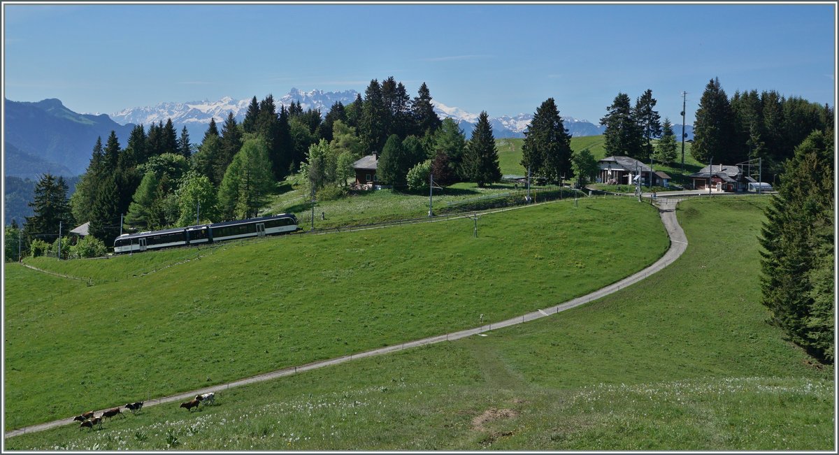 Der MVR SURF GTW ABeh 2/6 7502  Blonay  kurz vor der Station Les Pléiades, die rechts im Bild zu sehen ist. Im Hintergrund die Dent de Midi dazu, unten im Bild, ein paar, von den Kühen noch nicht aufgefressenen Narzissen und eilige Linsenputzer.
10.06.2016