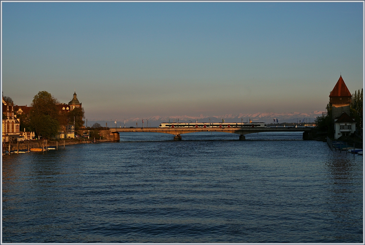 Ein  Seehaas  Flirt überquert in Konstanz den Rheinn. 
21. April 2017