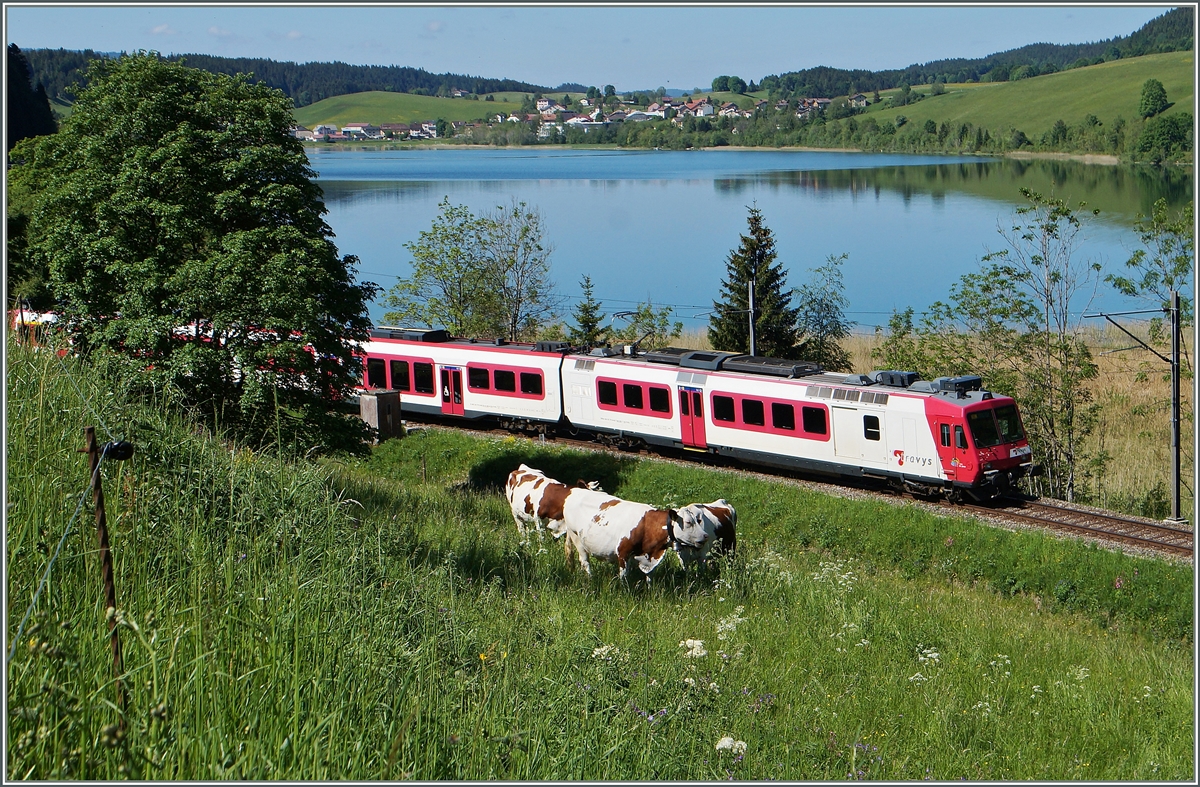 Nach zwei drei elektrischen Schlägen hatte ich begriffen, wo das  Kuhgebiet  anfängt und mich dann etwas verbogen um den Tarvys Domino und die Kühe doch noch gemeinsam auf das Bild in der Nähe von Le Pont zu bekommen. 
3. Juni 2015