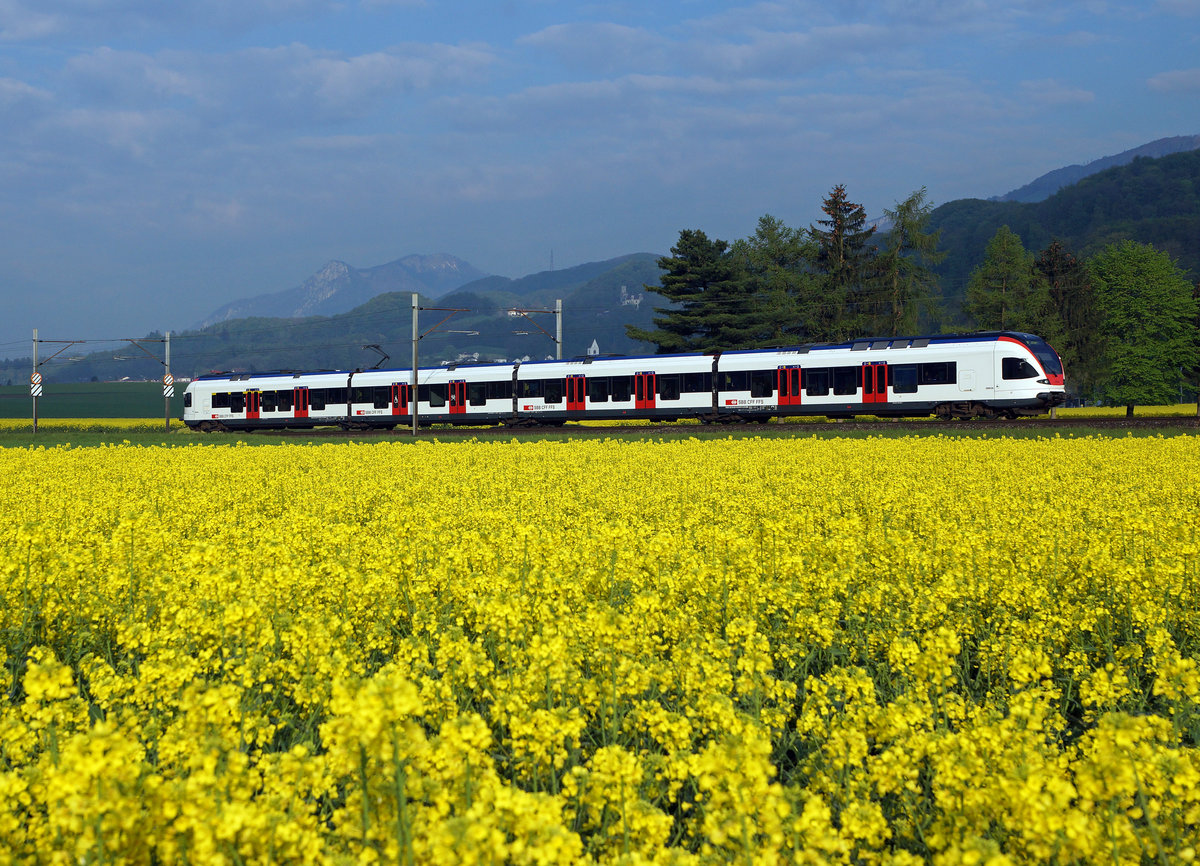 SBB: Regionalzug Biel-Olten mit einem Triebzug RABe 523 Flirt bei Niederbipp am 3. Mai 2016.
Foto: Walter Ruetsch 