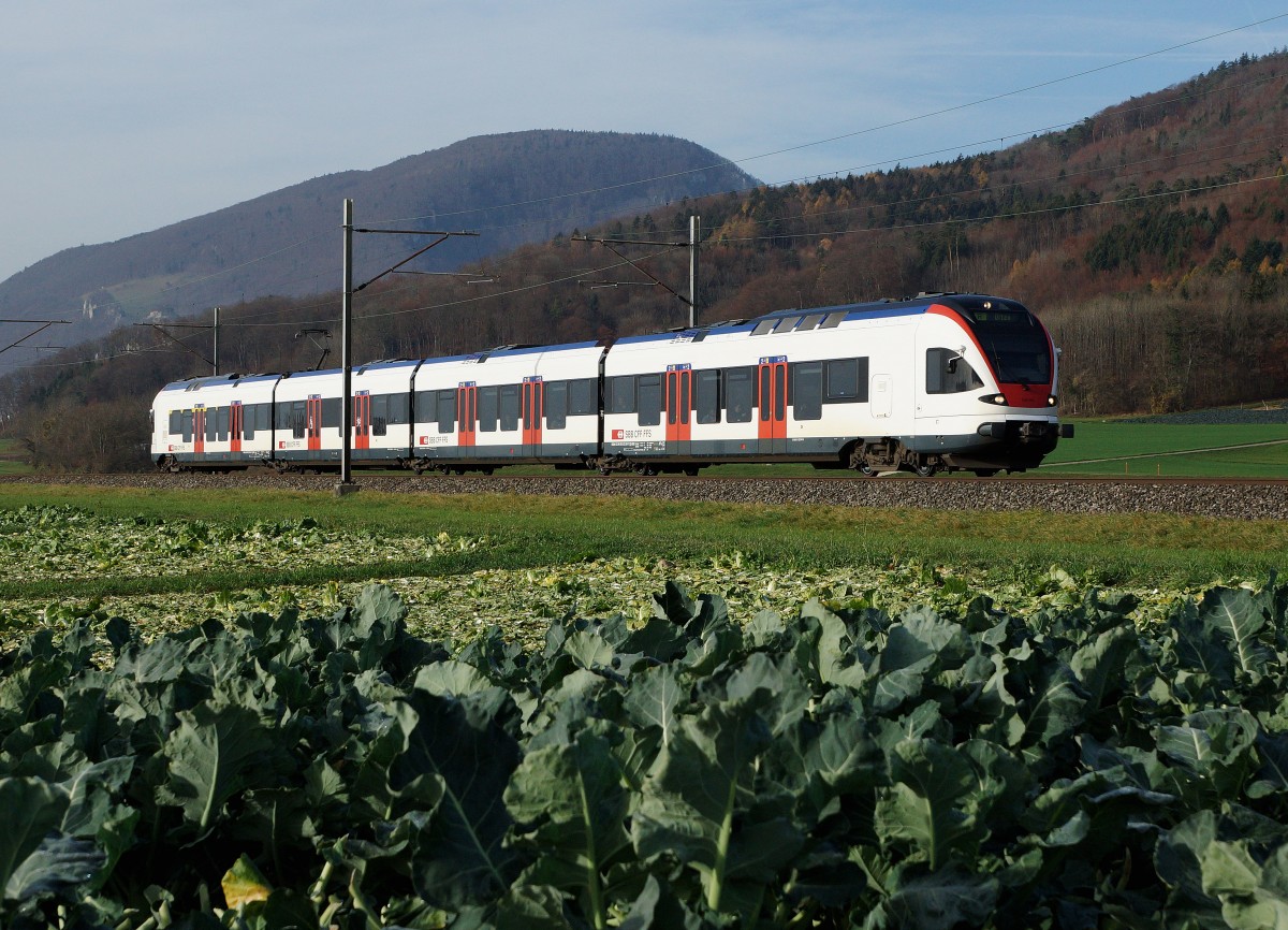 SBB: Triebzug 523 FLIRT als RE Solothurn - Olten im Chabisland bei Oensingen am 16. November 2015. An die Herbstzeit erinnert auch die Chabisernte mit anschliessender Chabishoblete.
Foto: Walter Ruetsch