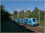Die schöne, himmelblaue Computermaus ist von Grenoble nach Genève unterwegs und hat ihr Ziel schon fast erreicht. Der SNCF Z 24317, unterwegs als als TER 96605, konnte zwischen Russin und Satigny fotografiert werden. 

2. August 2021