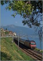 Die SBB Re 460 026-8 mit ihrem IR 1732 von Brig nach Genève Aéroport zwischen St-Saphorin und Rivaz.