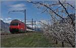 Aprikosenblüte im Wallis und im Hintergrund liegt noch Schnee auf den Bergen.