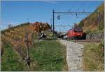 Die SBB Re 460 015 fährt mit einem IR nach Luzern zwischen Bossière und Grandvaux durchs Lavaux.