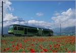 Bei der relativen Seltenheit von Mohnblumen Felder freut man sich, wenn eines gerade neben einer Eisenbahnstrecke liegt.