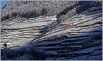 Ein TPC Schneer�umungszug ist auf der A-L Strecke in den verschneiten Rebbergen oberhalb von Aigle auf Bergfahrt.