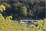 Die Strecke der ASD f�hrt in einigen weiten Schleifen zur Gewinnung an H�he gleich nach Aigle durch die Rebberge.