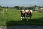 Linsenputer N� 0413 und 1825 h�tten wohl gerne ihres Amts gewaltet doch ich hatte den BLS RBe 565 im Visier...