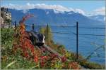 Herbst am  Kleine See ...