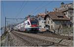 Der SBB RABe 511 019 fährt kurz vor der Ankunft in Vevey durch das schmuckte St-Saphorin.