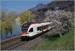 Ein Flirt mitten im Frühling! Zwischen blühenden und Blatt spriessenden Sträucher/Bäumen hindurch sucht sich der SBB RABe 523 058 seinen Weg nach Villeneuve.